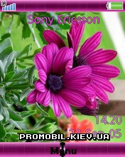 Тема для Sony Ericsson 240x320 - Purple Crans Flower