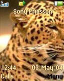 Тема для Sony Ericsson 128x160 - Gold Tiger