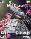 Тема для Sony Ericsson 128x160 - Birds