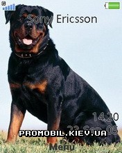   Sony Ericsson 240x320 - Rottweiler