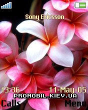 Тема для Sony Ericsson 176x220 - Pink Flower