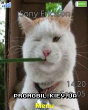   Sony Ericsson 240x320 - Cats Rules