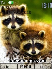   Nokia Series 40 - Raccoon