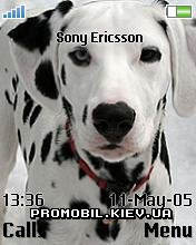   Sony Ericsson 176x220 - Dalmatian