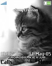  Sony Ericsson 176x220 - Kitten