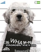   Sony Ericsson 176x220 - Dog
